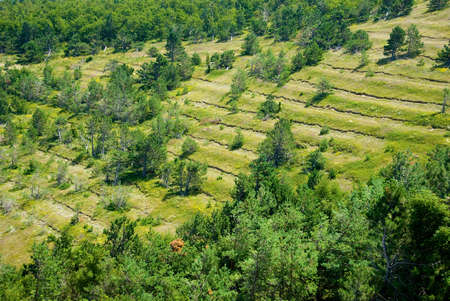 Trees in a rows on a slope in Crimeaの写真素材