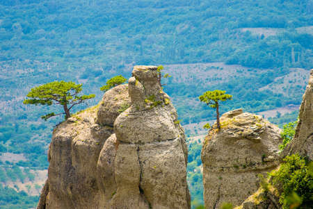 Trees on rocks. Landmark - Ghost Valley, Demerdji, Crimea, Ukraine.