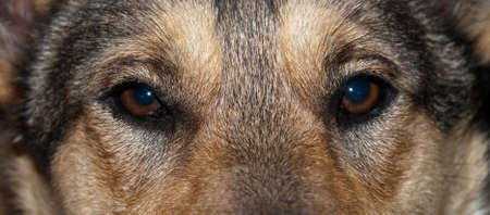 Eyes of dog close-upの写真素材