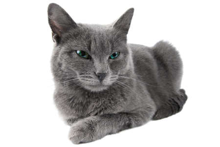 Grey cat with green eyes lie on white backgroundの写真素材