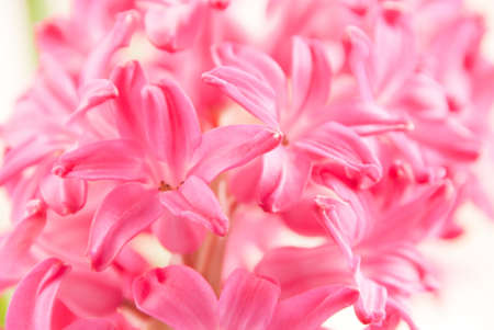 Hyacinth close up imageの写真素材