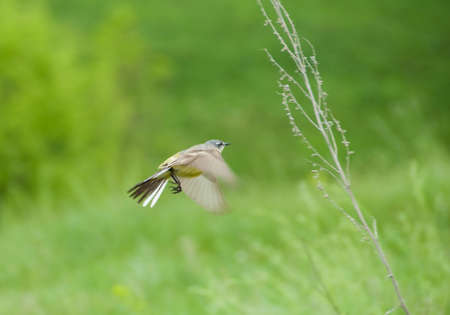 Flying bird in summer natureの写真素材