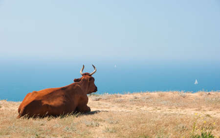 Cow lies on a seashore and dreams about yachtの写真素材