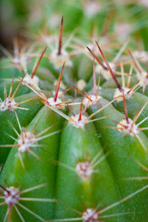 Macro image of cactus bush. Be carefully, it is very sharp.