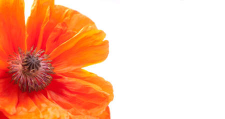 Fragment of poppy isolated over white background. Ready for your text.の写真素材