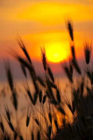 Wheat on a great summer sunset backgroundの写真素材