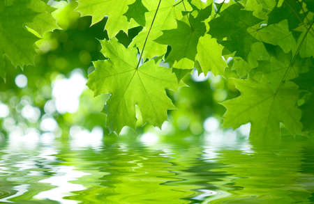 Fresh green maple leaves reflect in a waterの写真素材