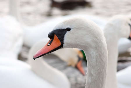 Head of white swan close-upの写真素材