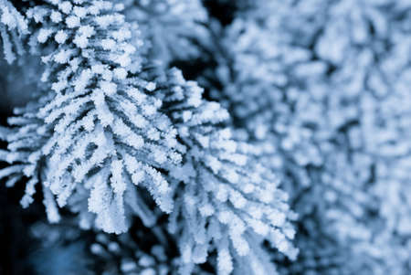 Frost on the spruce branches in the winter forest