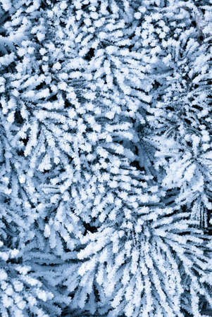 Frost on the spruce branches in the winter forest