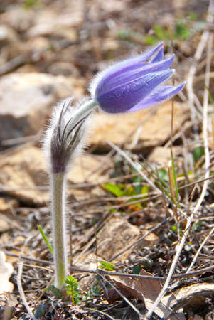 Spring violet pasque flower close-up image