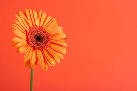 Orange gerbera flower on the orange background
の写真素材