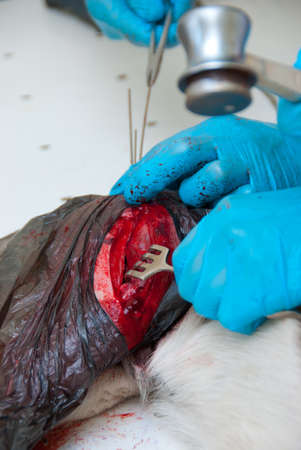 Surgical incision on the body of a dog, the surgeon makes an operation