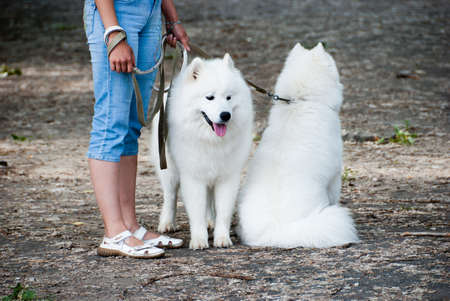 Two samoyed dogs with its ownerの写真素材