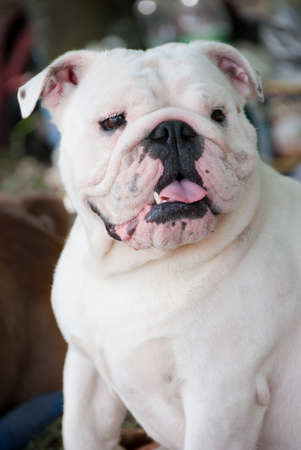 White english bulldog portrait の写真素材