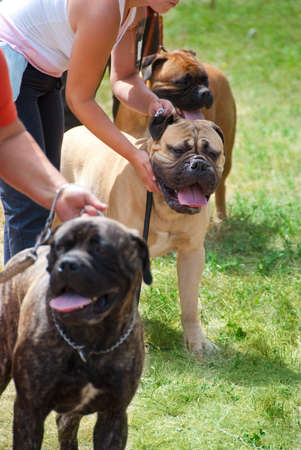 Bullmastifs at dog showの写真素材