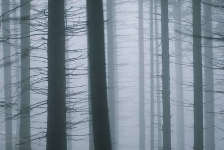 Trunks of trees in a misty forestの写真素材