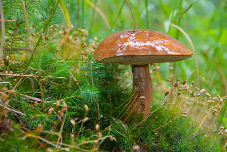 Large ripe Boletus mushroom in a grassの写真素材