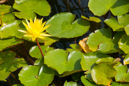 Yellow lily flower blooming on pondの写真素材