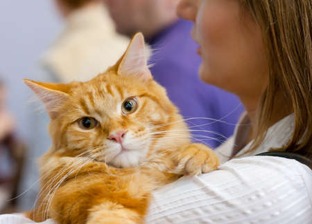 MOSCOW - MARCH 6: Judge Ed Yrchuk examines a cat at international exhibition of cats "Catsburg" on March 6, 2011 in the exhibition hall Crocus-Expo, Moscowのeditorial素材