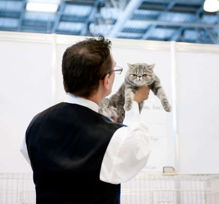 MOSCOW - MARCH 6: Judge Ed Yrchuk examines a cat at international exhibition of cats "Catsburg" on March 6, 2011 in the exhibition hall Crocus-Expo, Moscowのeditorial素材