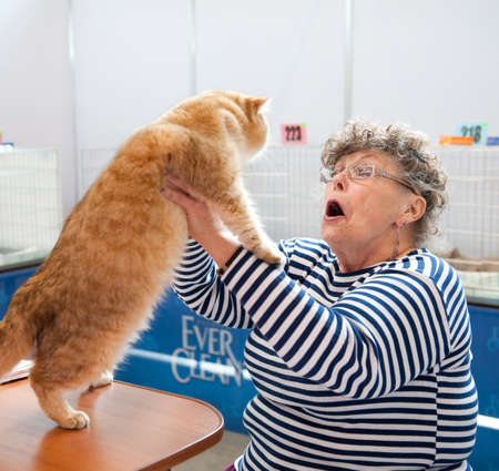 MOSCOW - MARCH 6: Unidentified judge examines a cat at international exhibition of cats "Catsburg" on March 6, 2011 in the exhibition hall Crocus-Expo, Moscowのeditorial素材