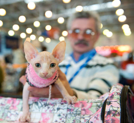 MOSCOW - MARCH 6: Unidentified member of the exhibition demonstrates the cat at international exhibition of cats "Catsburg" on March 6, 2011 in the exhibition hall Crocus-Expo, Moscowのeditorial素材