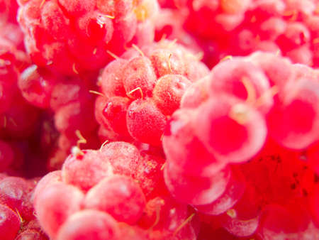 Macro image of ripe and fresh raspberryの写真素材