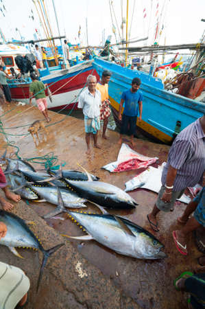MIRISSA BAY, SRI LANKA - APRIL 10: Fishermen sell fresh tuna fish at the market in Mirissa Bay, Sri Lanka on April 10, 2012. Seafood is one of the main source of food for local people.のeditorial素材