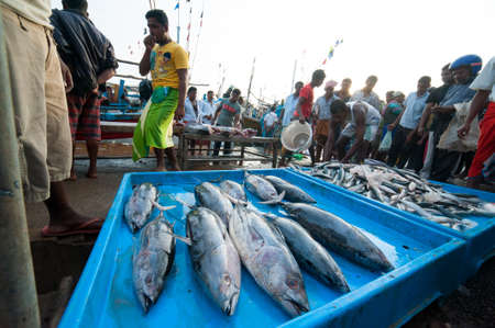 MIRISSA BAY, SRI LANKA - APRIL 10: Fishermen sell fresh ocean fish at the market in Mirissa Bay, Sri Lanka on April 10, 2012. Seafood is one of the main source of food for local people.のeditorial素材