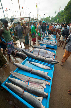 MIRISSA, SRI LANKA - APRIL 10: Fishermen returned to their work in Mirissa, Sri Lanka on April 10, 2012. In 2008 USAID finalize a $12.7 million repair of fishing harbor affected by tsunami in Mirissa.のeditorial素材