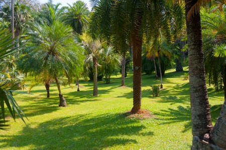 Botanical Garden landscape in Peradeniya, Kandy, Sri-Lankaの写真素材