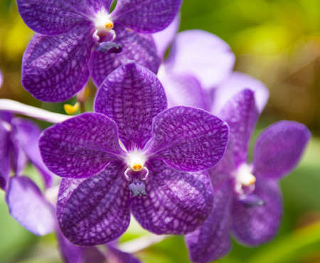 Flowering orchids in Botanical Garden in Peradeniya, Kandy, Sri-Lanka