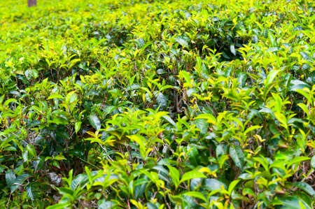 Tea on a plantation in Sri Lankaの写真素材