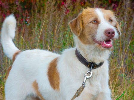 Dog on a leash outdoors.
