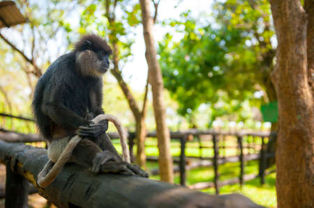 Monkey sits and holds in paws her tail