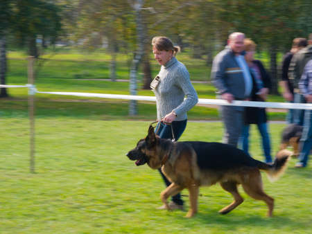 SUMY, UKRAINE - OCTOBER 7: Unidentified participants compete in dog show on October 10, 2012 in Sumy, Ukraine. Dog shows are held in Sumy twice a year and are very popular among the locals.のeditorial素材