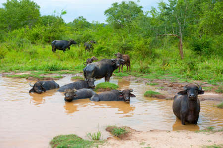 Small herd of wild buffalo resting in waterの写真素材