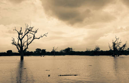 Silhouette of bare trees with cloudy skyの写真素材
