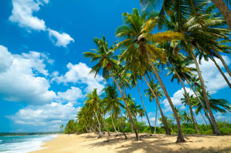 Untouched tropical beach in Sri Lankaの写真素材