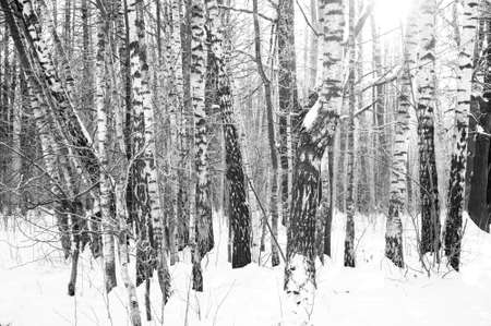 Snowy landscape of winter birch woodの写真素材