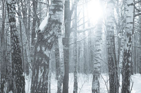 Snowy landscape of winter birch woodの写真素材