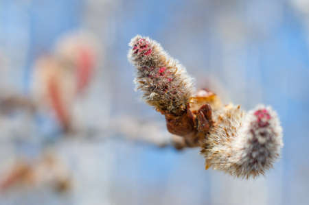 Spring flowers on the trees