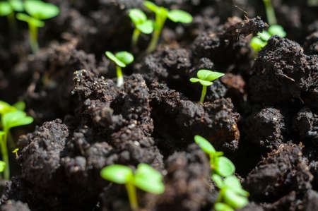 Mustard sprout macro close-up image