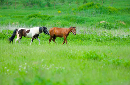 Two horses grazing in a meadowの写真素材
