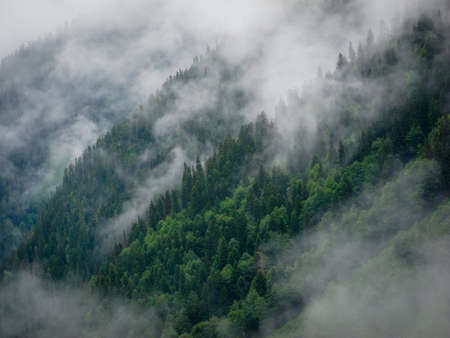 Fir trees in the fog in Svaneti, Georgia