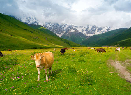 Cows graze in the valley river Enguri in Svaneti, Georgia. Shkhara mountain in the backgroundの写真素材