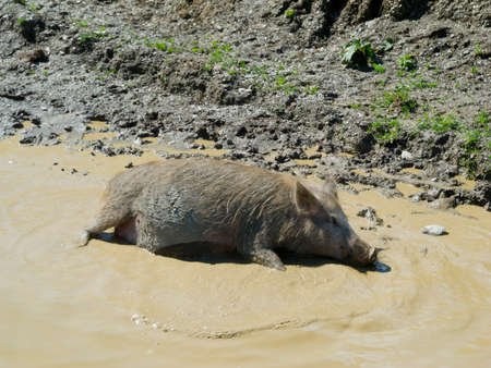 Pig relaxes in a puddleの写真素材