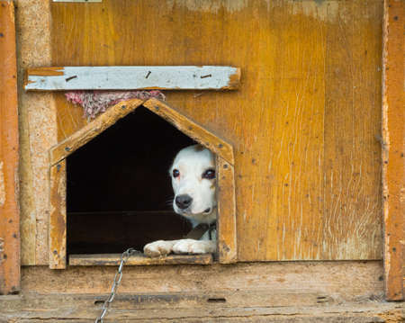 Stray dog in the shelterの写真素材