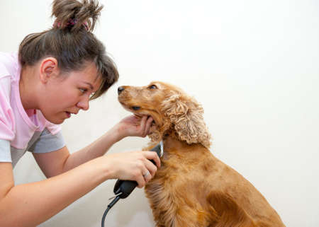 Female groomer haircut Cocker Spanielの写真素材